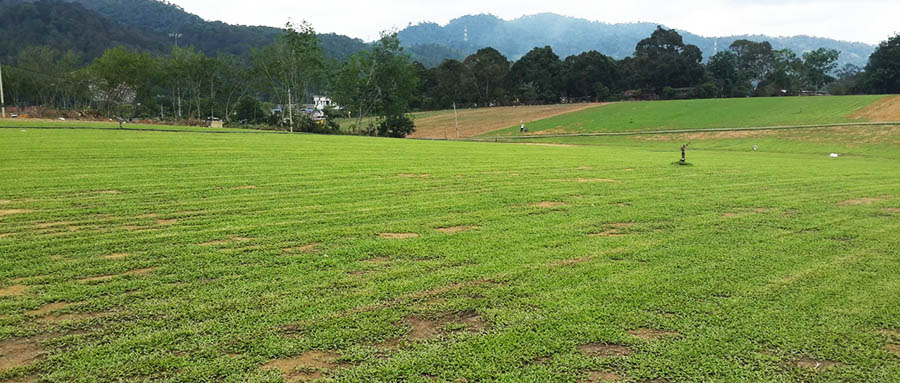 Axonopus Cowgrass farm